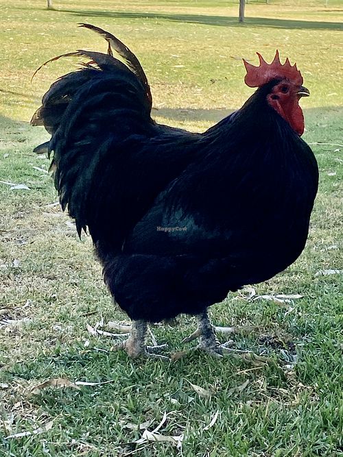 Big Boy  at Swan Valley Gourmet Farm Cafe in Baskerville