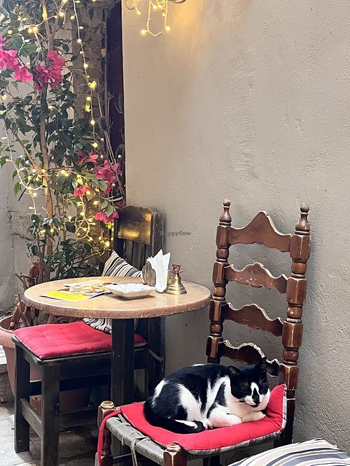 Kitten  at Bizou Cafe in Corfu