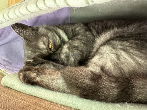 cat  at Katzentempel in Regensburg