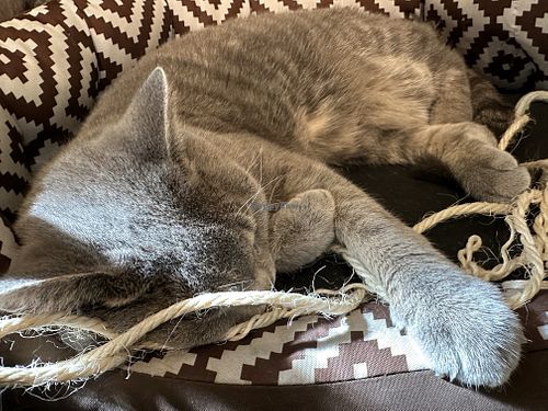 cat  at Katzentempel in Regensburg