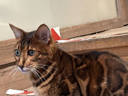 cat  at Katzentempel in Regensburg