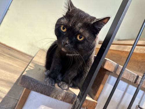 cat  at Katzentempel in Regensburg