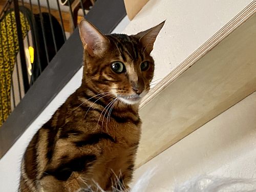 cat at Katzentempel in Regensburg