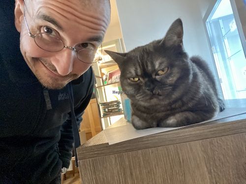 very grumpy cat at Katzentempel in Regensburg