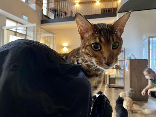 cat at Katzentempel in Regensburg