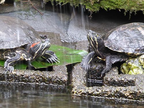 Tortoises in the water at Het Paradijs in Enschede