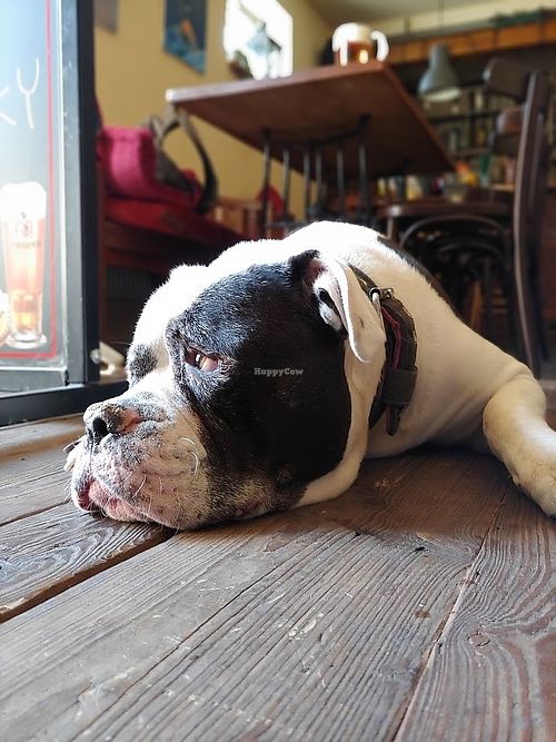 This bar is dog friendly. at Chillout Bar in Ostrava