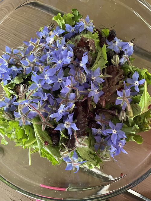   at Vegetarians of the Greater Youngstown Area in Youngstown