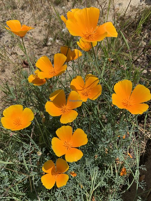 🌼 at Vegans by the Sea - Country Houses in Santiago Do Cacem