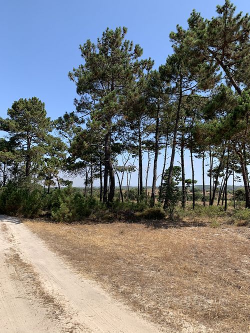 Hiking in the middle of nowhere: happy moments! at Vegans by the Sea - Country Houses in Santiago Do Cacem