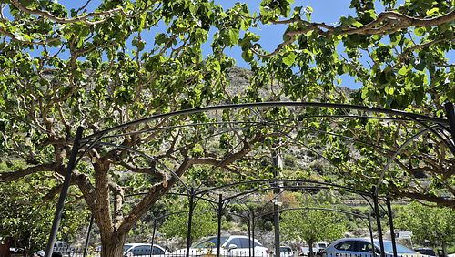 Outside sitting under the mulberry trees at JR in Trimiklini