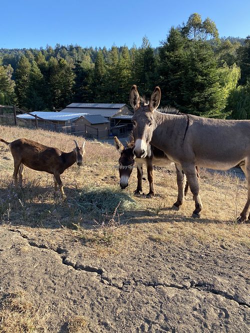 Ricky and Lucy share a meal with Madeleine. at Rancho Compasion  in Nicasio