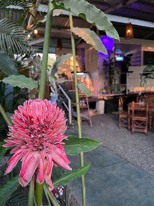 Entry & Torch Ginger at Indómitos Café & Bar in Uvita