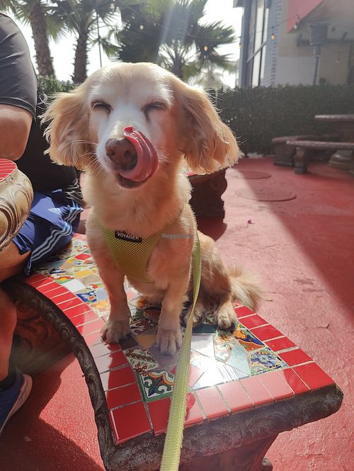 Dog friendly patio :) at Vegan by El Zamorano in Costa Mesa