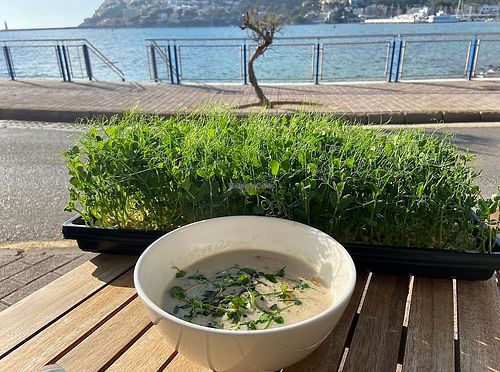 They REALLY love their microgreens😉 at Superfood.Garden in Mallorca