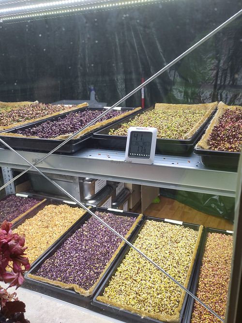 Fresh sprouts at Wanderlust in Regensburg