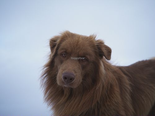 the Boss up here at Kellerjochhütte in Schwaz