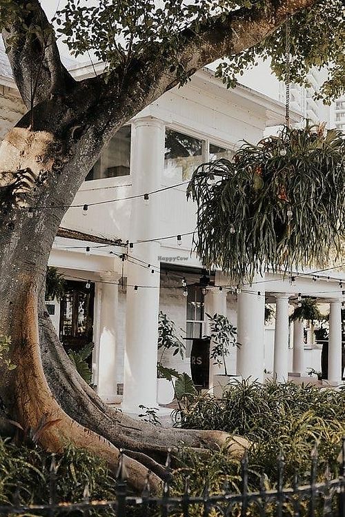 Historic tree to compliment Fort Lauderdale's oldest landmark. at Jonny NoBones at the Old Riverhouse Vegan Village in Fort Lauderdale