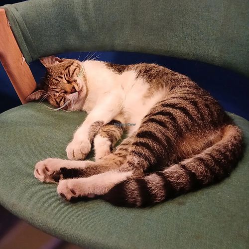 The cutest cat ever at Vegan Place in Tbilisi