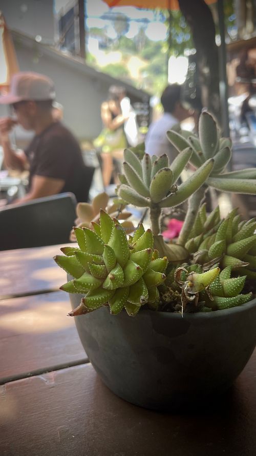 Abundant succulents   at Little Barn Coffee House in Los Angeles