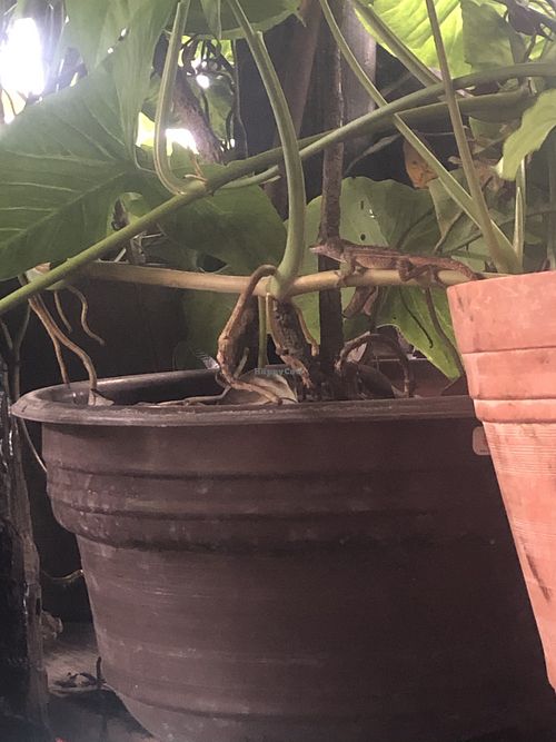 not food   at Gopals - Vegetariano's in Cancun