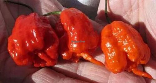 Happy Cow fan at Loving Hut - Ledgewood in Ledgewood