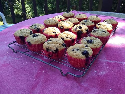 Blueberry muffins at The Rising Firefly Bakery in Ithaca