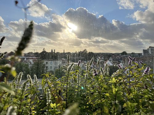 Vieuw at DeDAKKAS in Haarlem