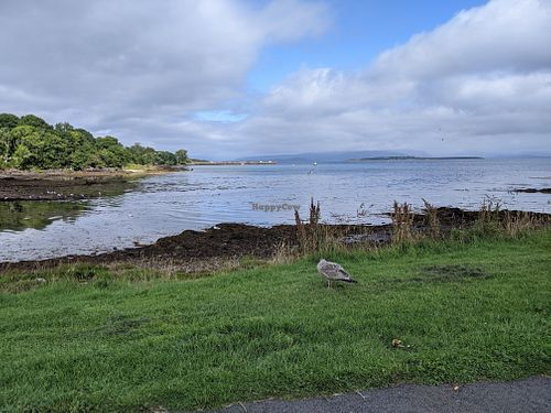 Young gull sitting by bench close to Siaway at Siaway Fish & Chips in Isle Of Skye