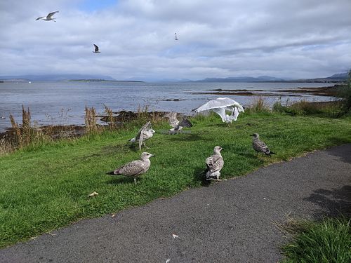 Gulls  at Siaway Fish & Chips in Isle Of Skye