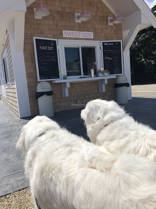 Patiently waiting for vegan ice cream! at Sweet Izzy in Harwich Port