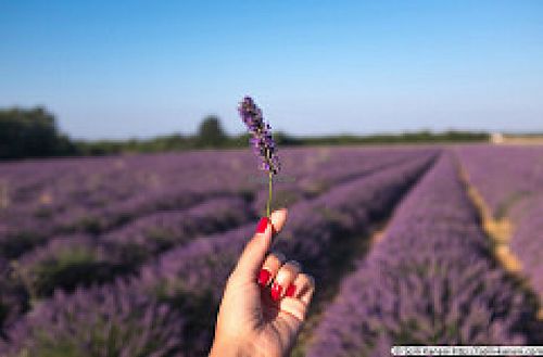 lavender fields all around at La Vudele - Organic Provence in Quinson
