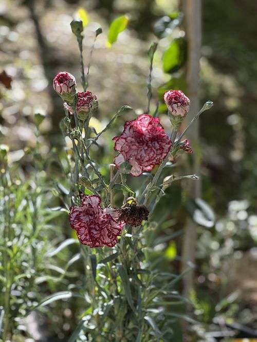 Botanical Garden of Crete