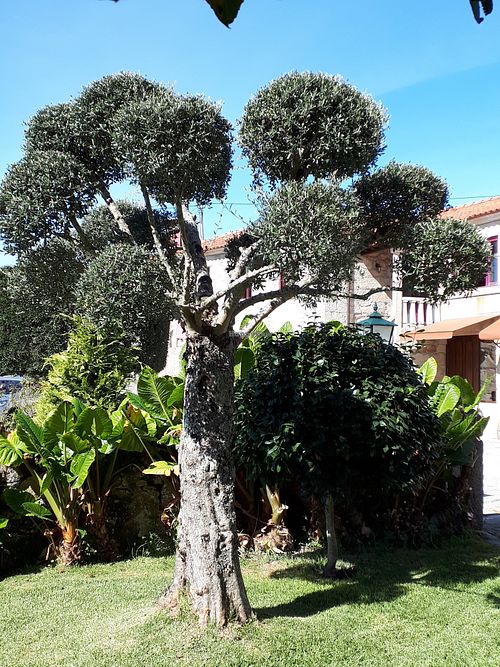 garden at Garden Cottage in Povoa De Lanhoso