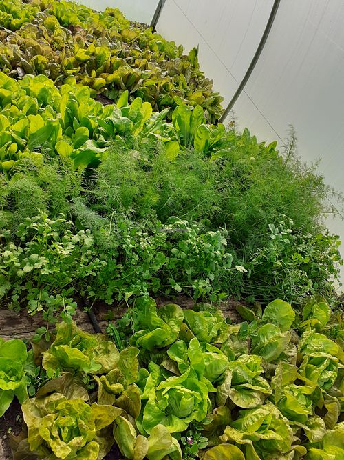 Our organics at Garden Cottage in Povoa De Lanhoso