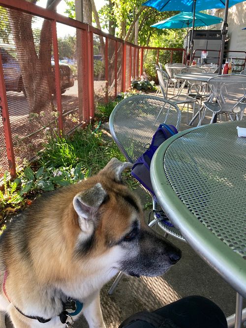 Patio seating is dog friendly. Server brought water for my dog…very accommodating and kind.  at Simple Cafe in Lake Geneva