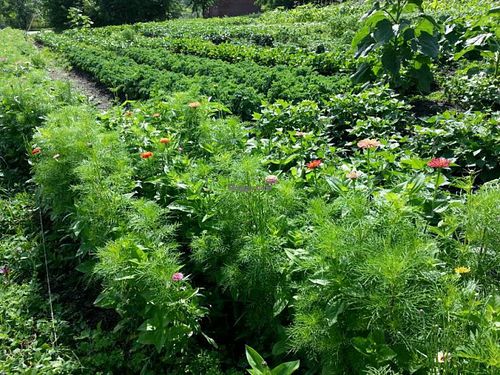 we grow as much of our groceries as possible! at Ms Julie's Kitchen in Akron