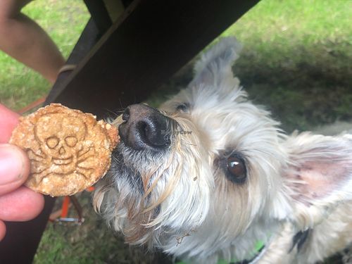 We were touched that our host brought our dog family homemade and speciesism-free treats for dog individuals :) at The Rainbow Skull in Maidstone