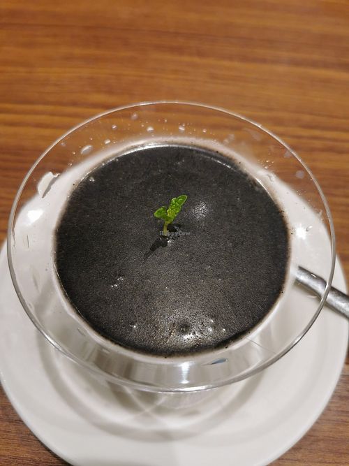 Dessert at Din Tai Fung 鼎泰豐 - Marina Bay Sands in Central Singapore