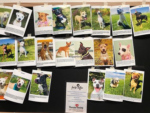 bathrooms feature pets available for adoption at local humane society at Forté Coffee in Benton Harbor