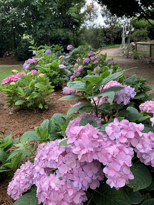 Rosie's Coffee & Wine Garden Charlotte North Carolina Bakery HappyCow