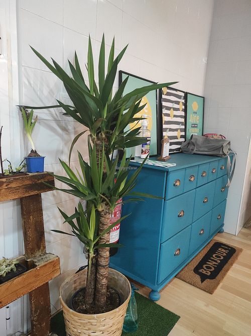 Zona de entrada at Saboro Comida Consciente in Castellon De La Plana