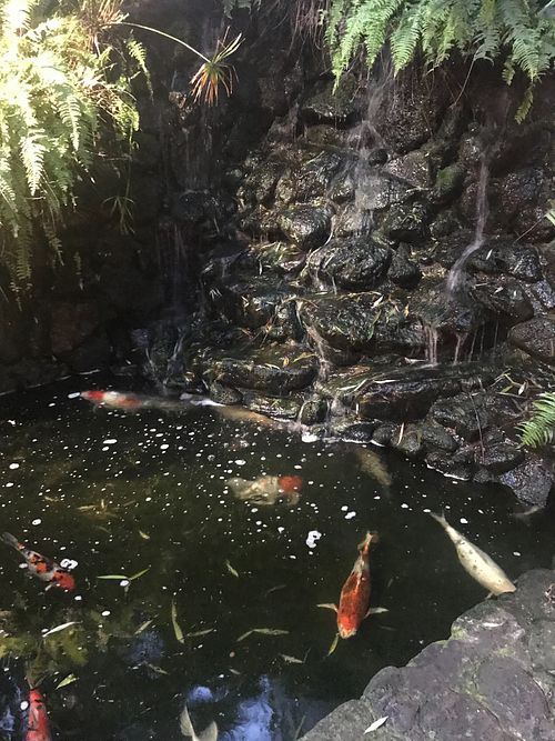 Coi pond at Olay's Thai Lao Cuisine in Honolulu