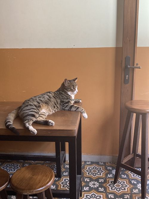Resident kedi    at TURP in Istanbul