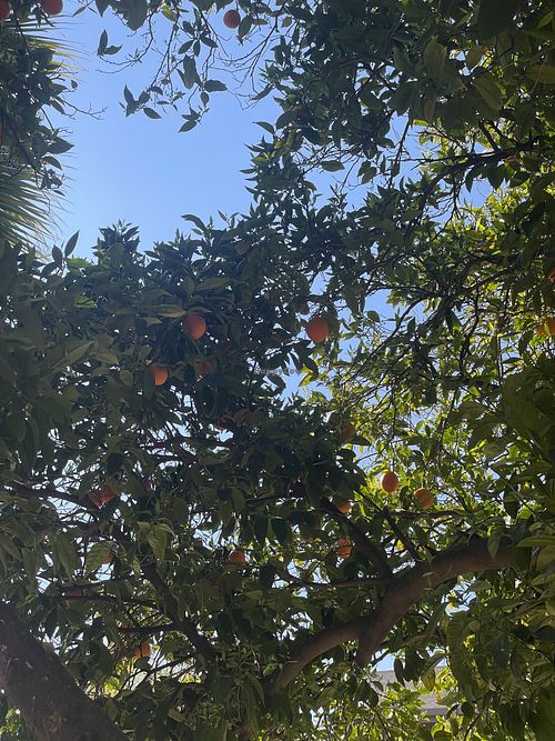 Ambiance   at Tree House Cafe in West Sacramento