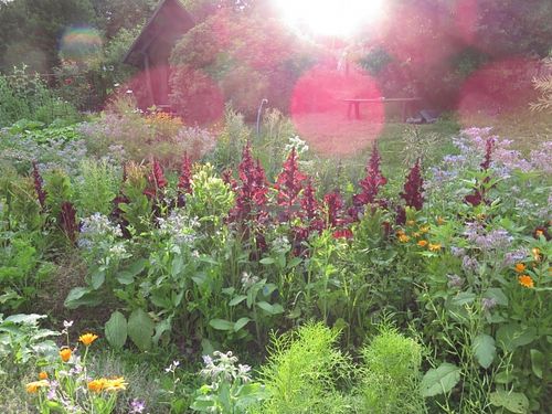 Our Mandala Garden herbs  at EcoVillage Bhrugu Aranya in Jordanow