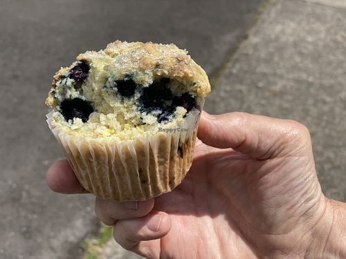 Lemon blueberry muffin (vegan) at Acorn Community Cafe in Eugene