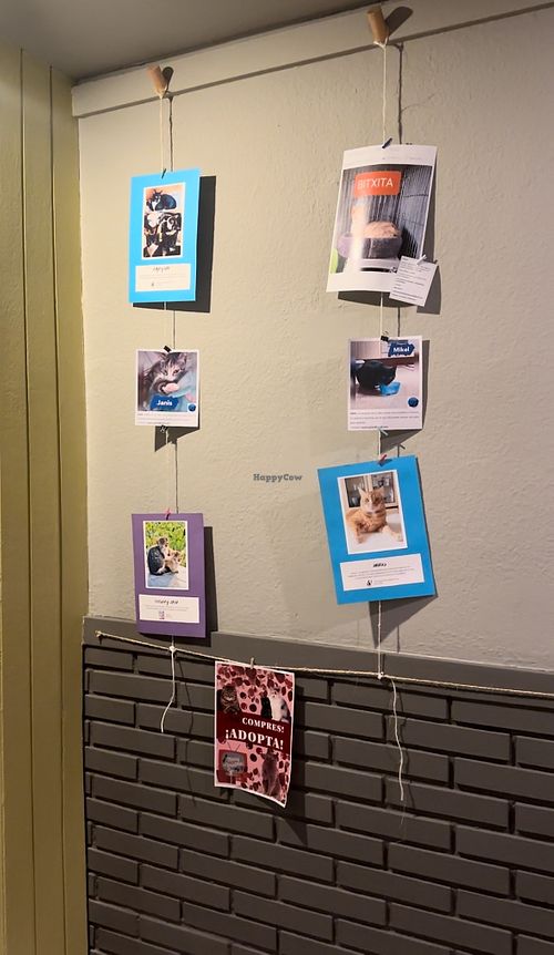 Tienen carteles de asociaciones para fomentar la adopción 💚  at Duzu Kafe Taberna in Durango