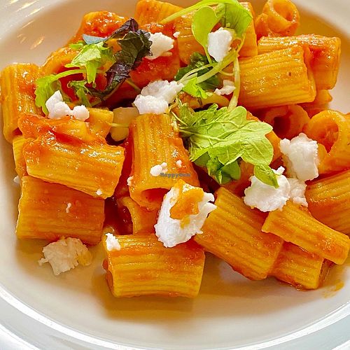 Entree pasta with tomato sauce & vegan cheese. at Roka in Rovaniemi