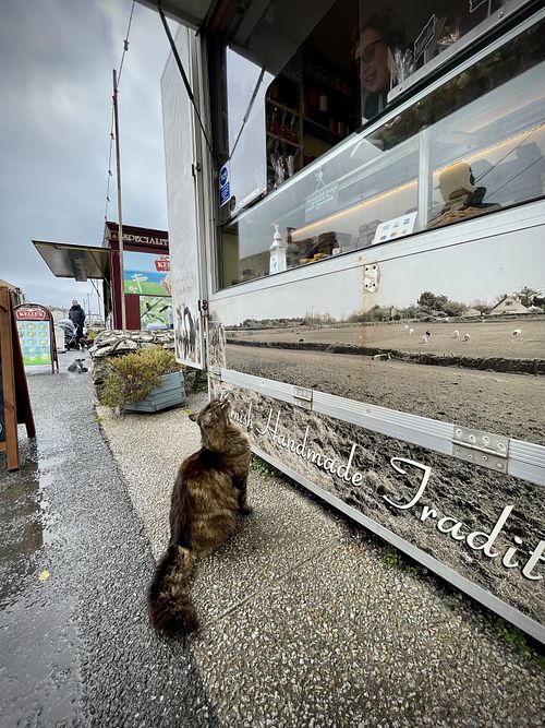 Vegan fudge so delicious even the local cats order it!!! 😆 at Hand Cut Cornish Fudge in Porthleven